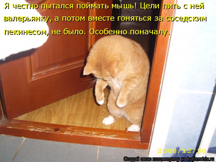 Я здесь усну и там. Кот пришел домой. Если женщина не права надо попросить у нее прощения. Виноватый котик. Котики смешные картинки с надписями.