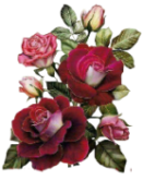 розовые самые темные (54) (131x165, 47Kb)